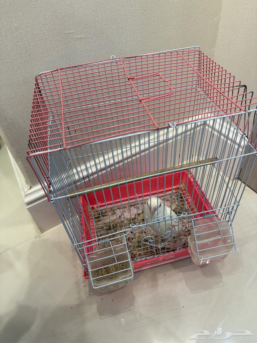 ببغاء دره وببغاء ابيض صغير بيع مستعجل (تم البيع)64533090527362112