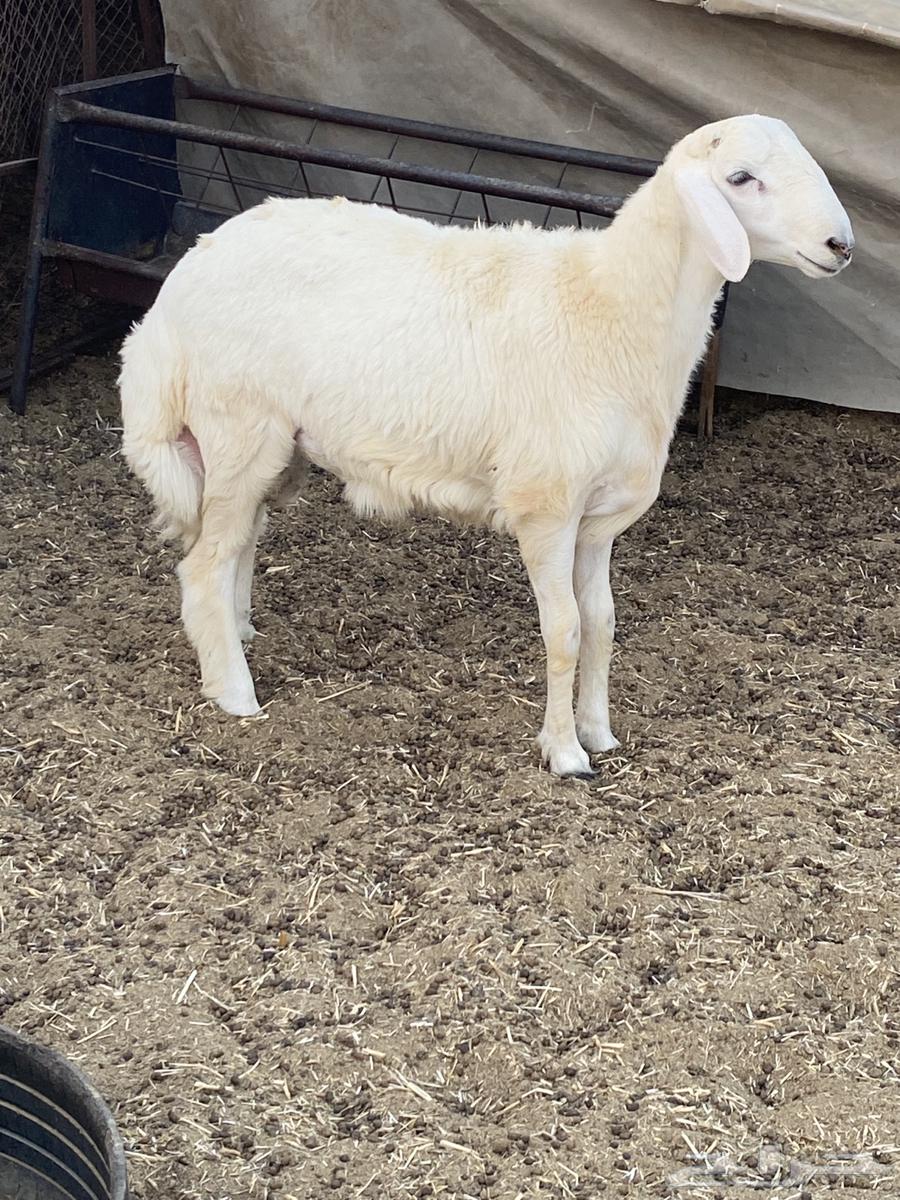 طلي حري تبريكه جبر ونظيف64528593754114112