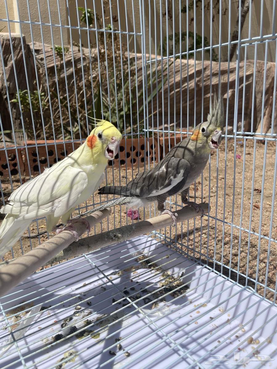 كوكتيل كروان انثى وذكر للبيع64529476349569111