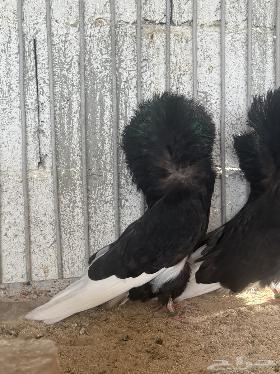 طبات فرايد حوامل رديوس64533291597827114