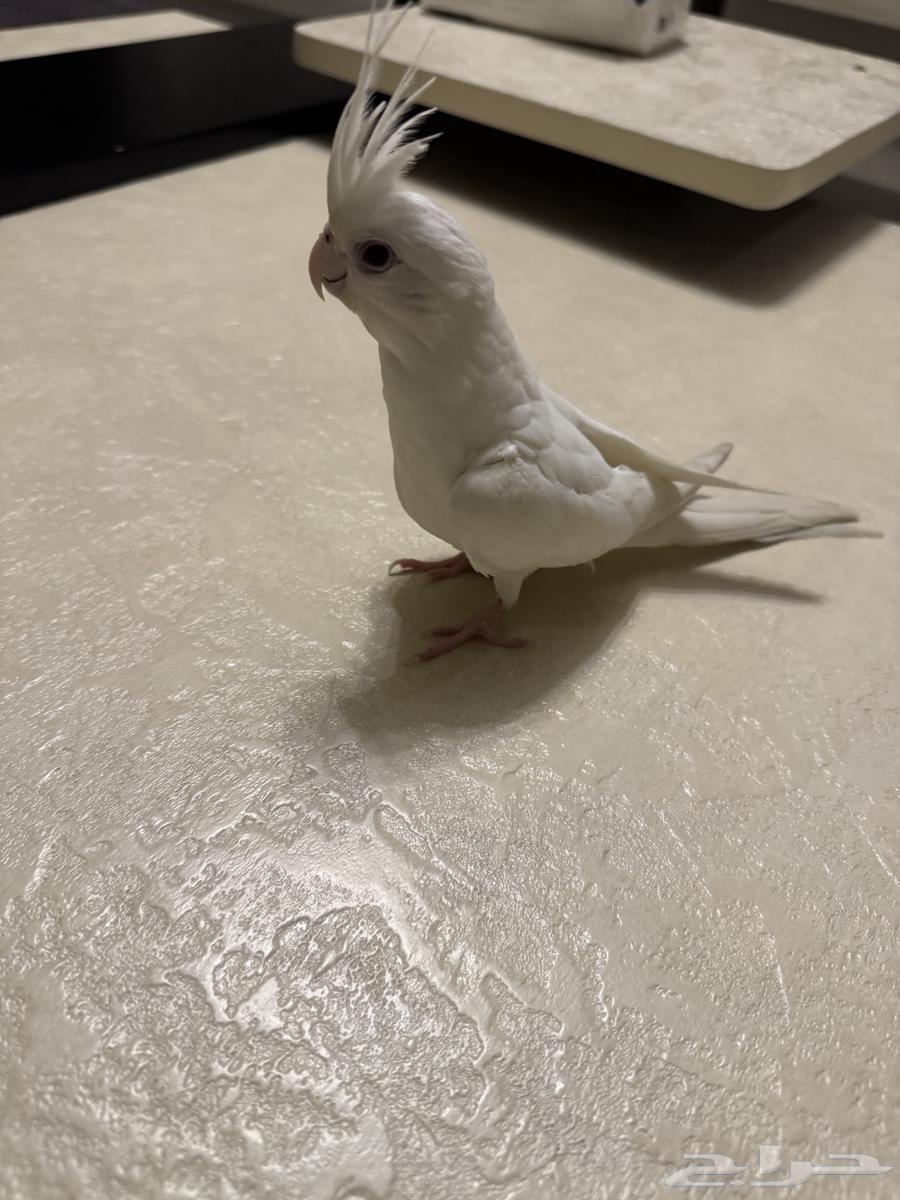 كروان البينو عيون حمر64534170077314110