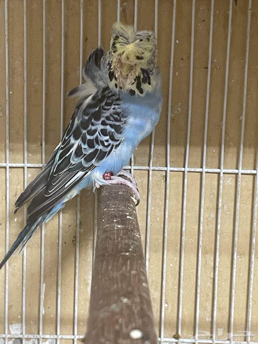 جوز بادجي64527164547331111