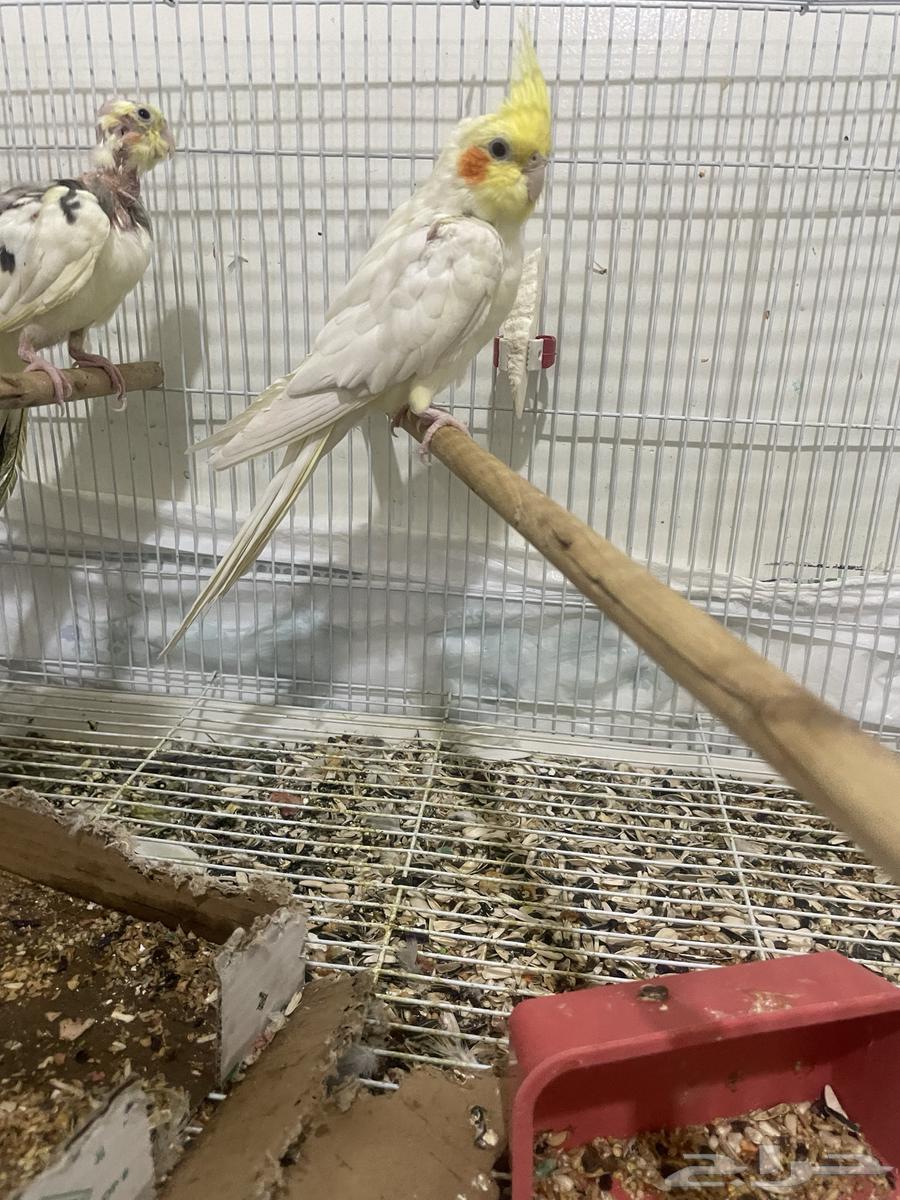 Animals64533190355843111