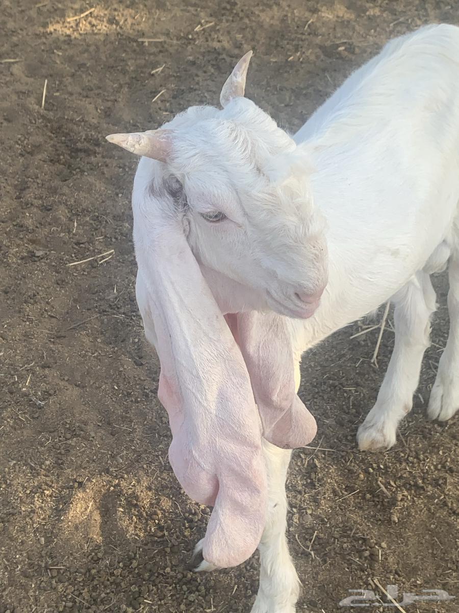 تيس ابيض مشروع فحل64531759584258111