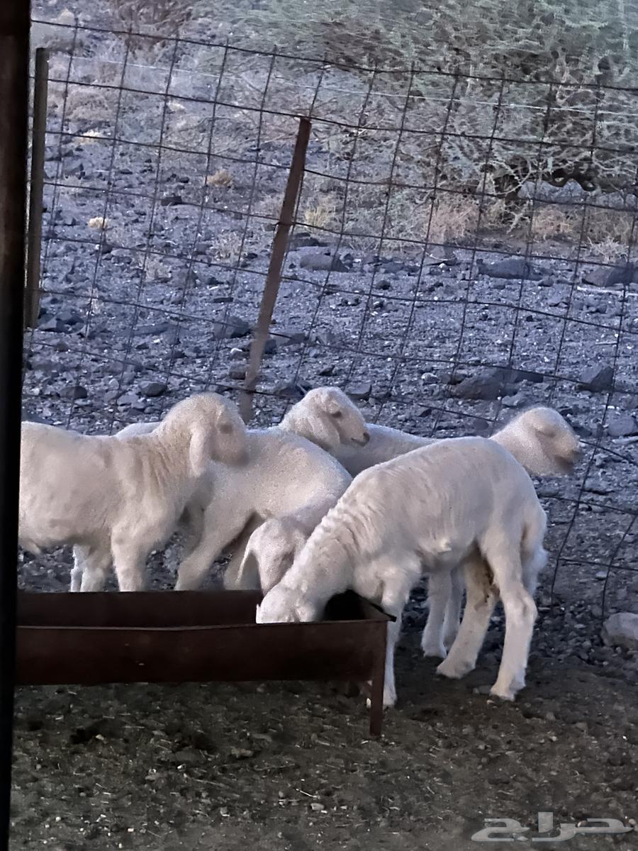 بهم للبيع 4 رخال وطلي64533061683842111