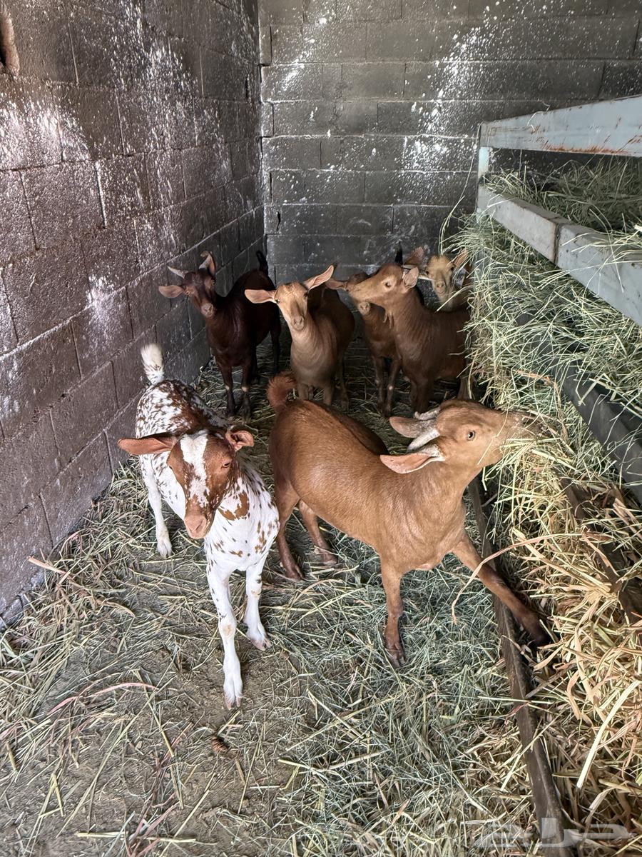 My local goats64528850864514114
