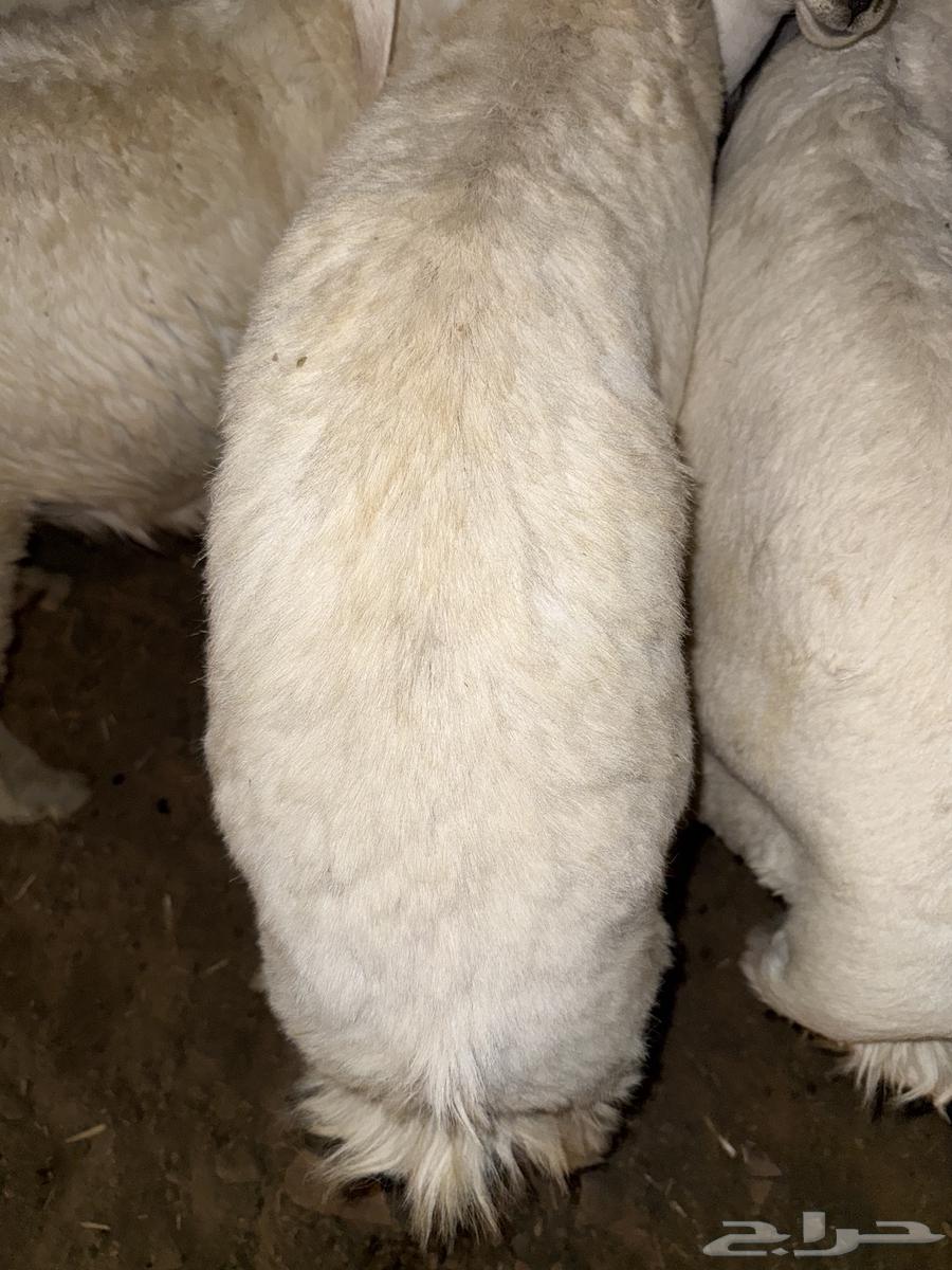 Free-range lamb64529050037251112