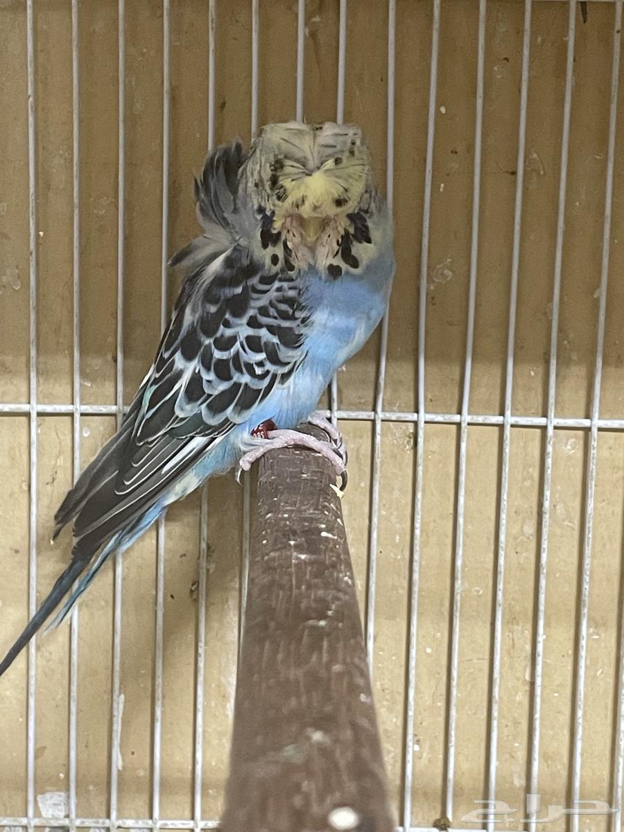 جوز بادجي64527164547331110