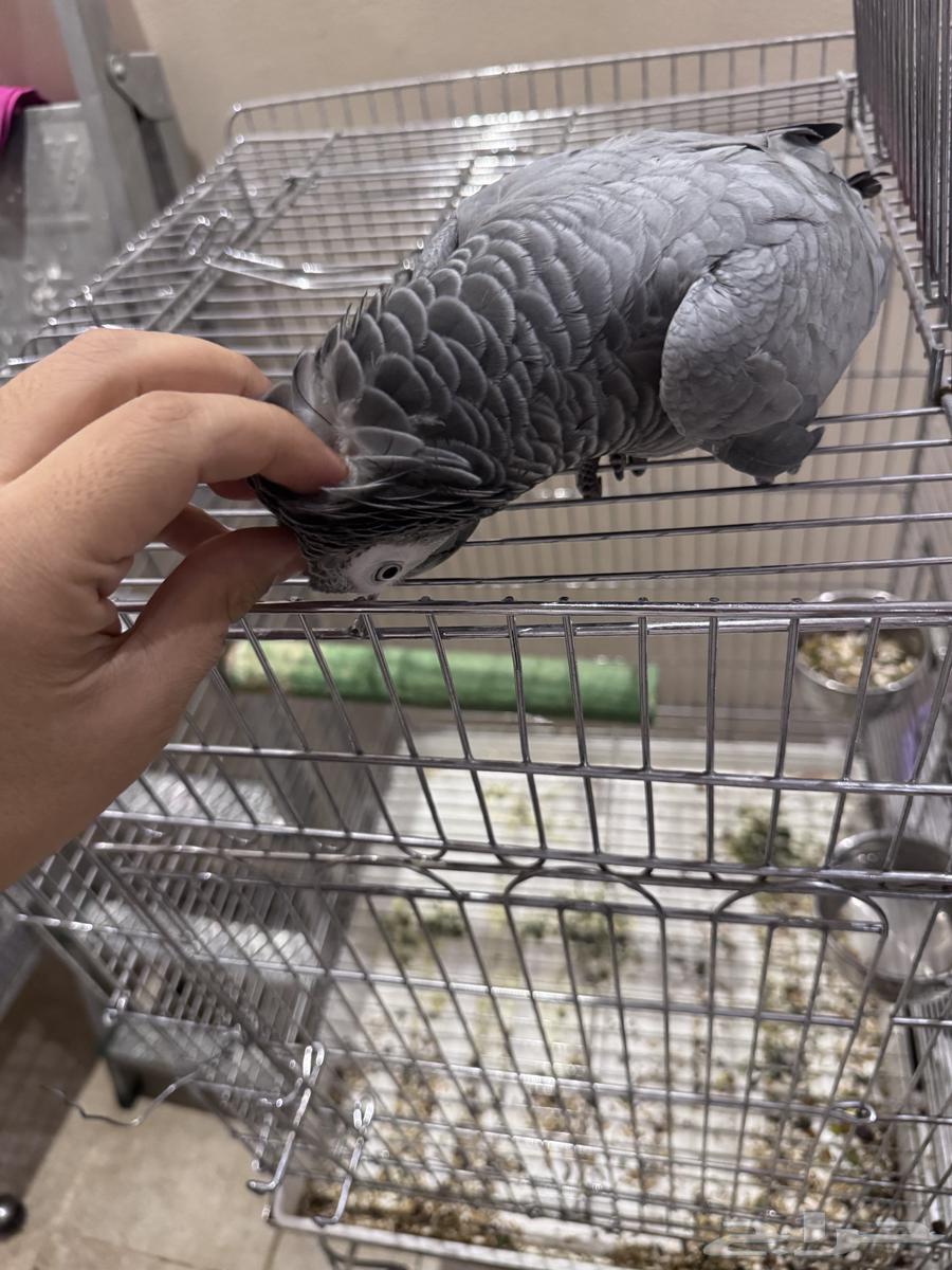 Kasco, Quaker, and Rose64533379161858110