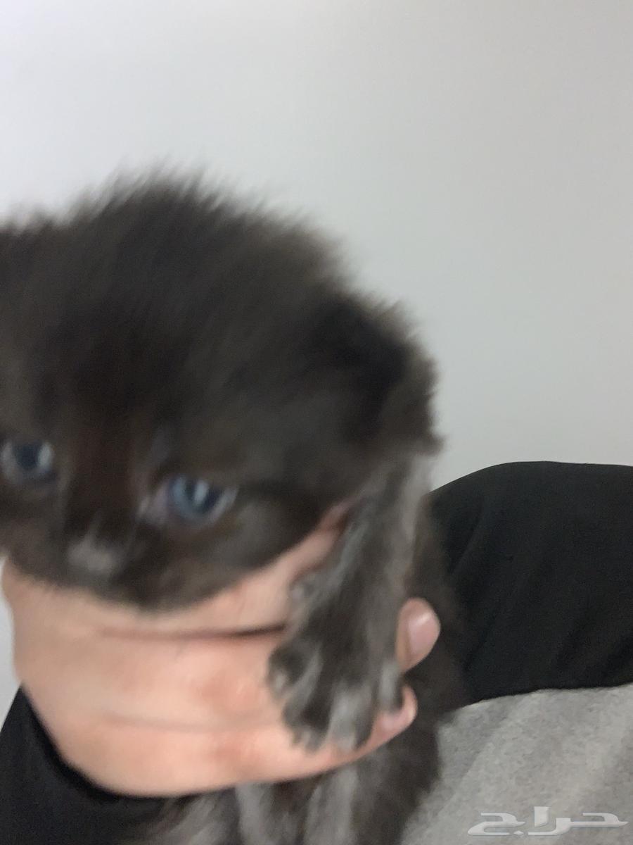 Cats64533450971138113