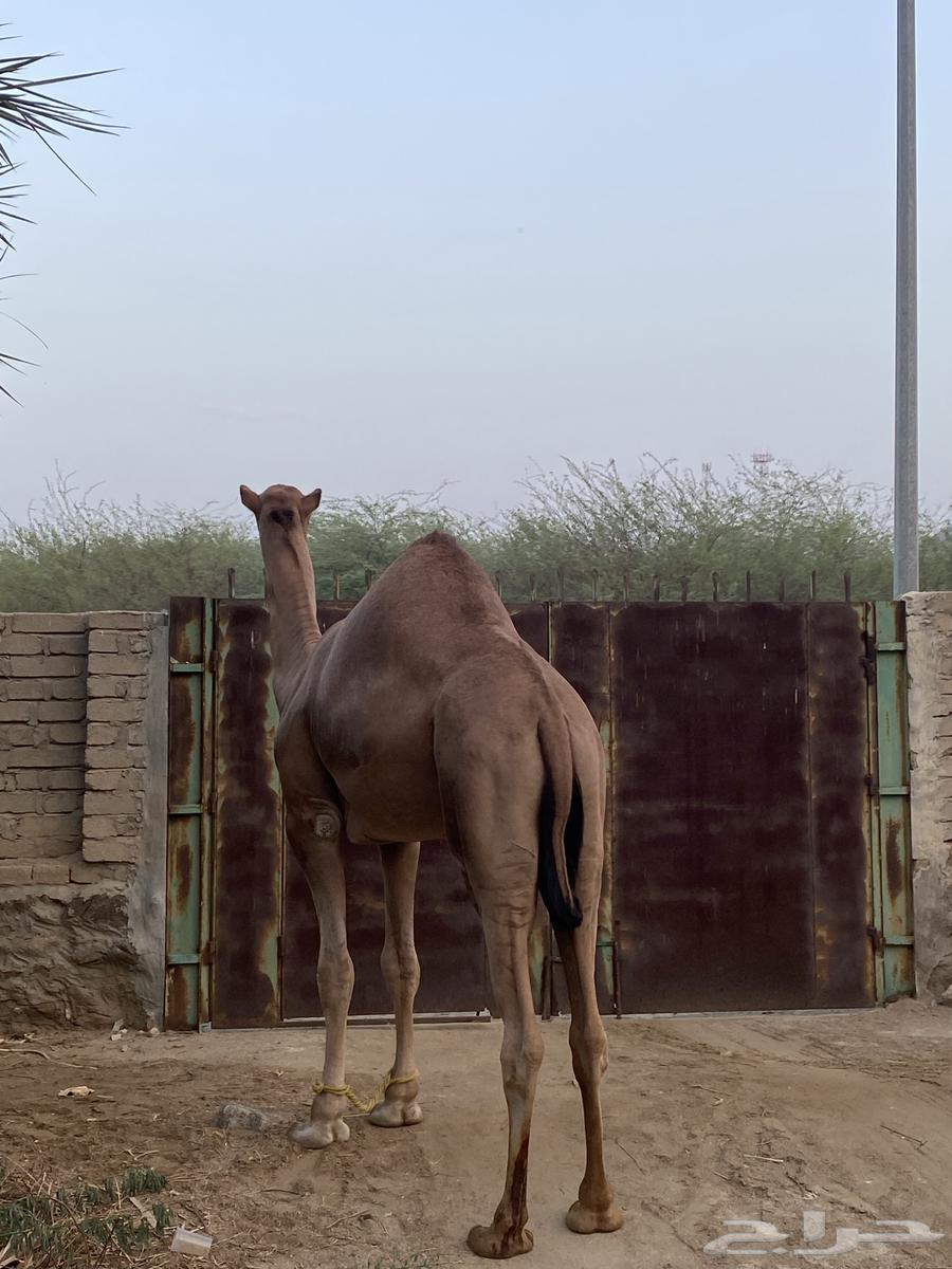 Stud project sitting64530219612930110