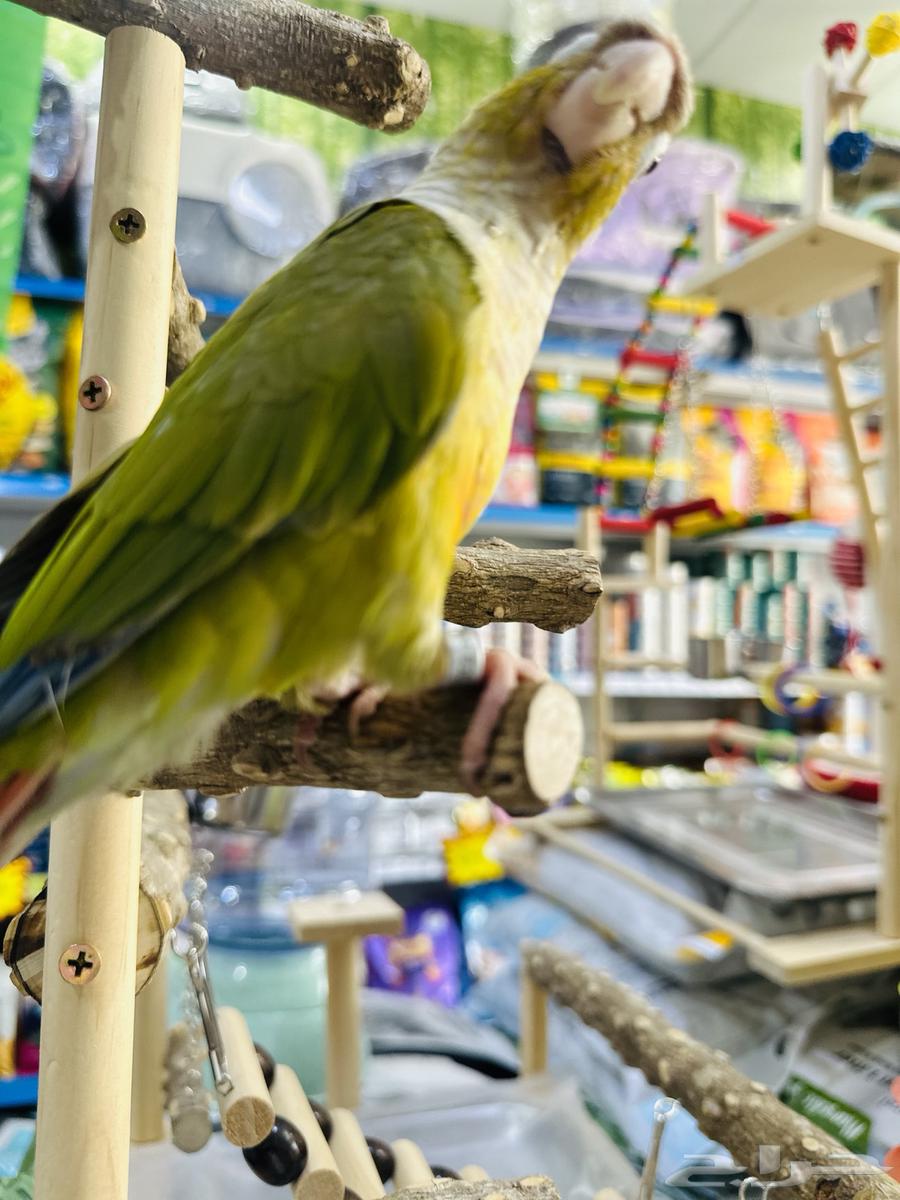 ببغاء اليف64529605603457113