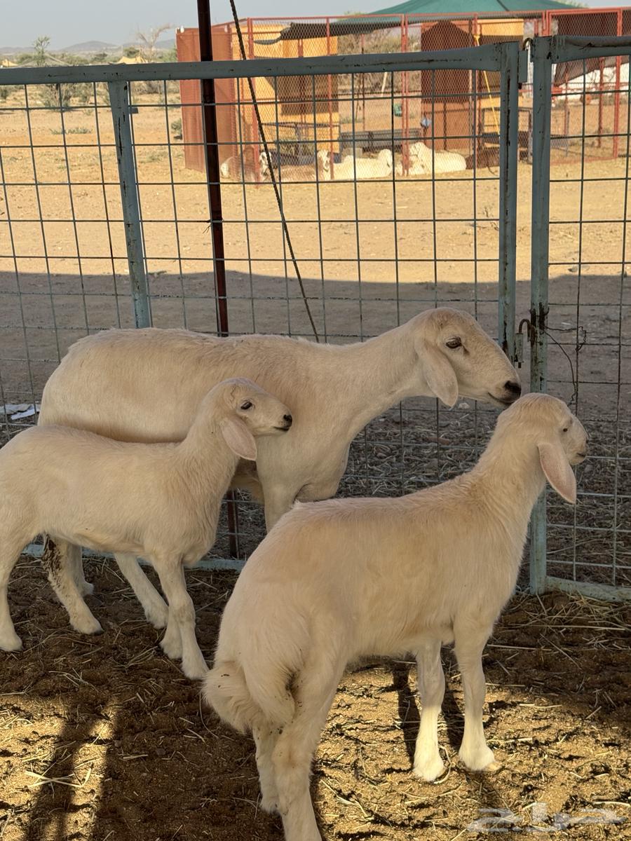 شاه خلفه64531449147906110