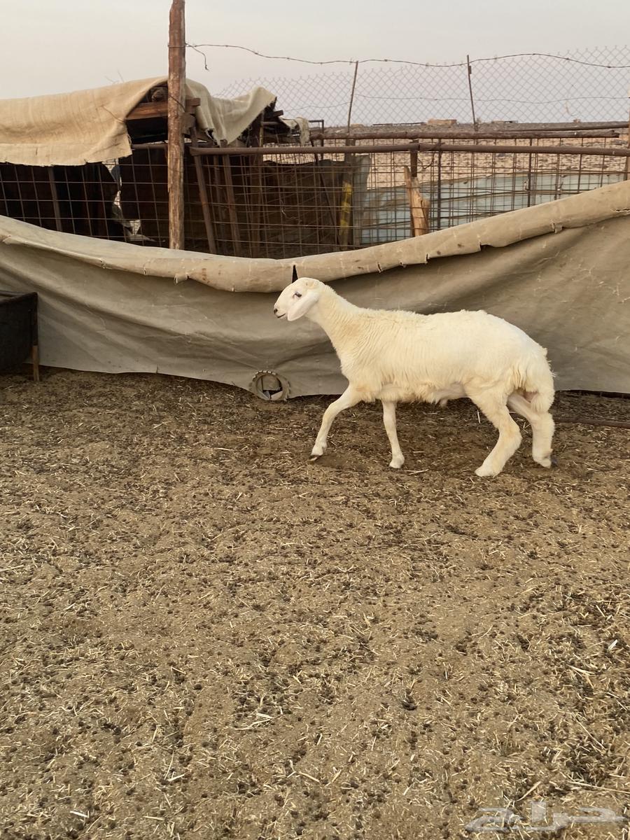 طلي حري تبريكه جبر ونظيف64528593754114113