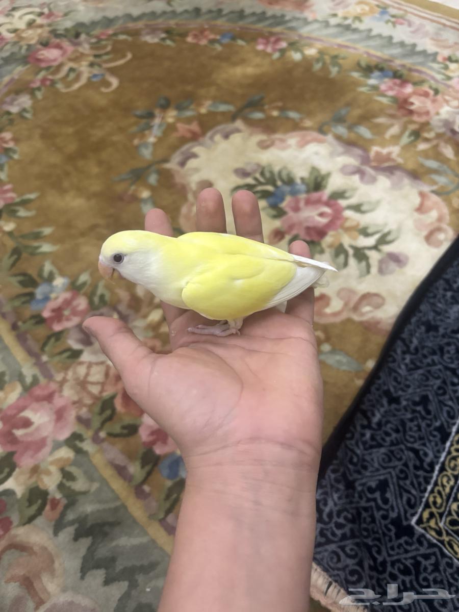 فرخ روز لاتينو تم البيييع64534227717251112