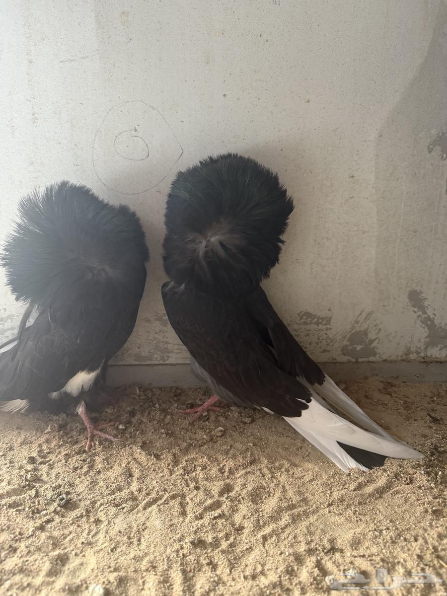 طبات فرايد حوامل رديوس64533291597827110