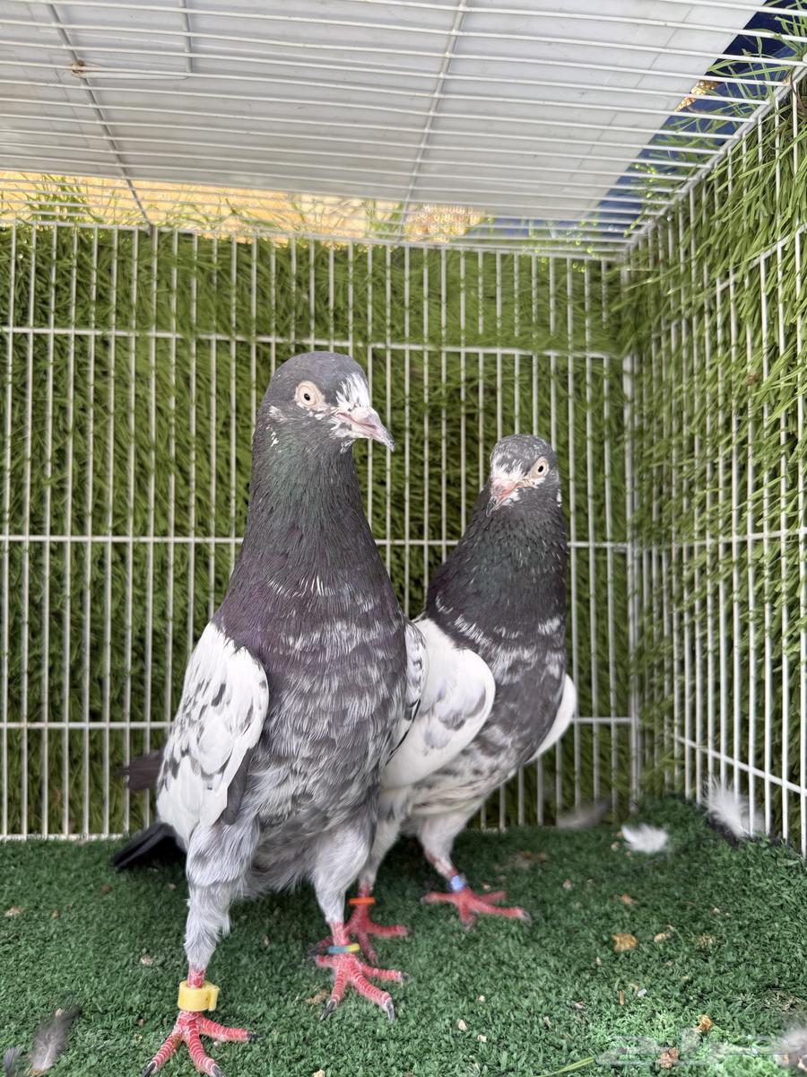 جوز تيدي اساس توب مستوى64529093144962112