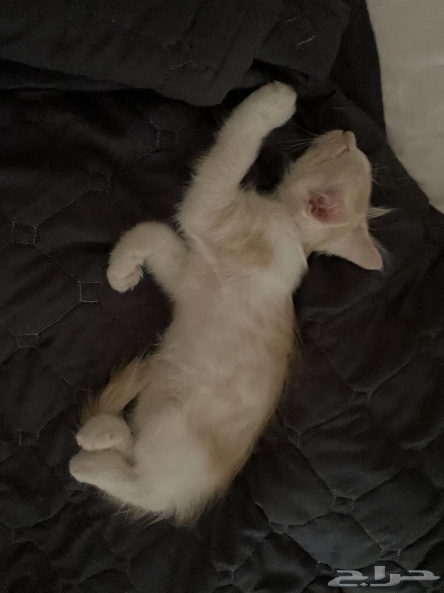 للبيع قطه انثى كبير وقط ذكر صغير السعر مفتوح ما اقدر اربيهم64531238641025113