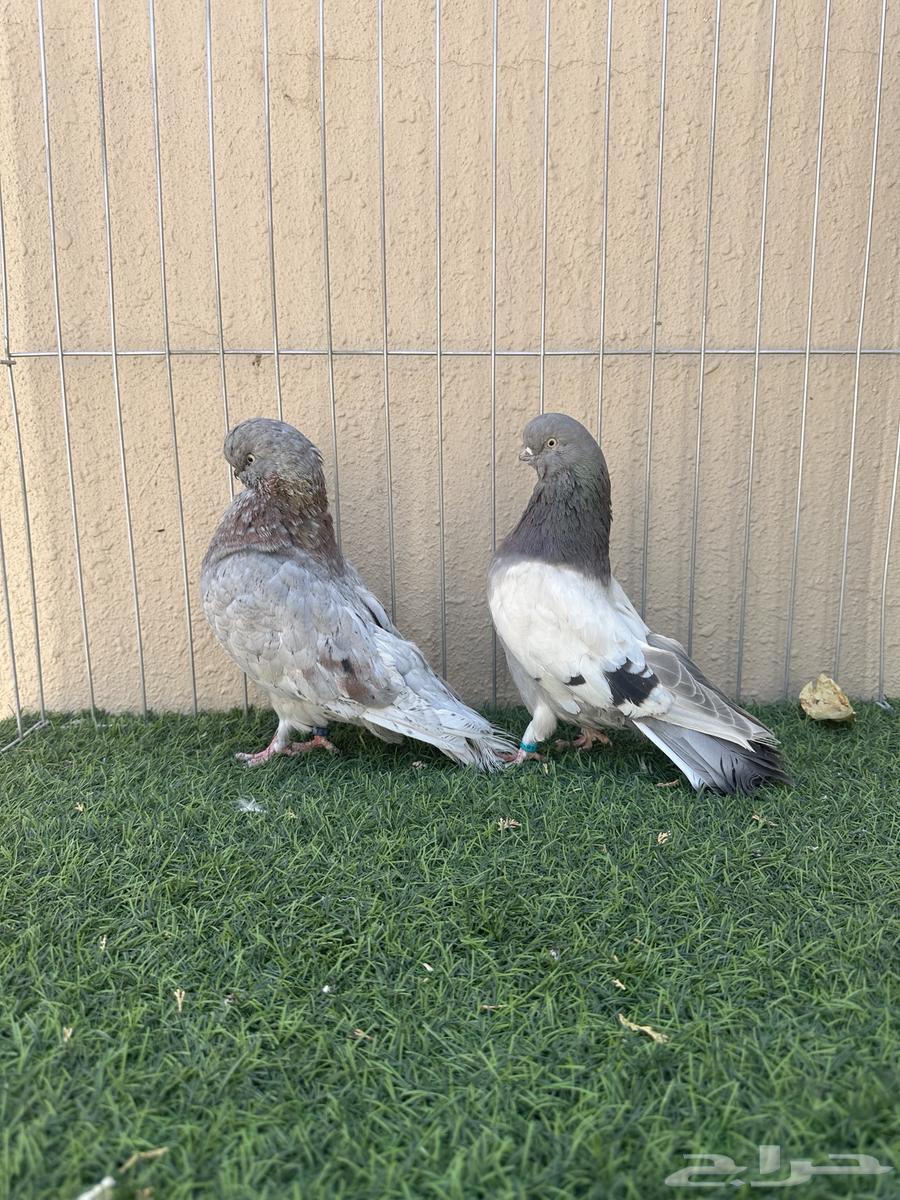 جوز لونق فيس كلين64529769801089110