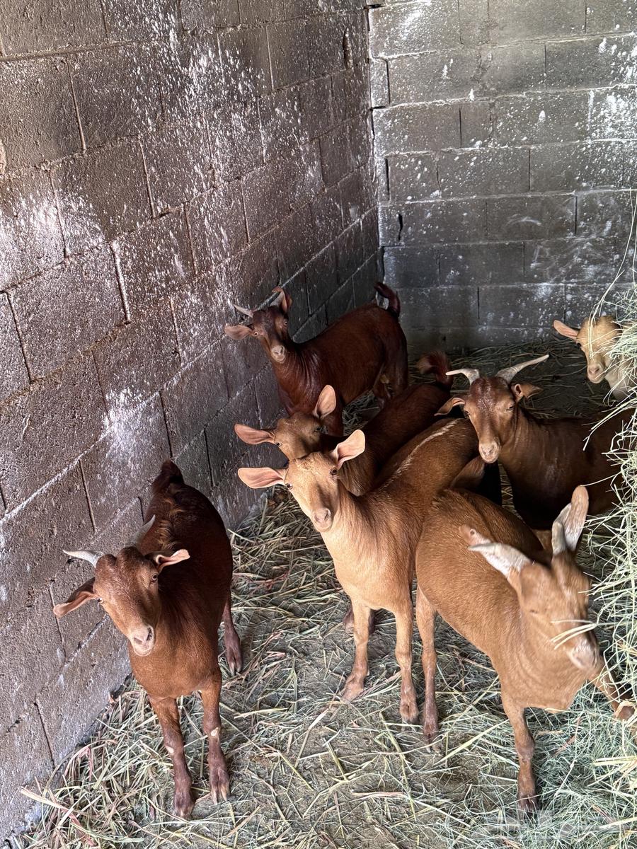 My local goats64528850864514111