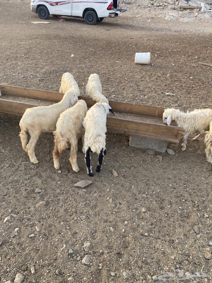 Twenty cows for 69064529698171394113