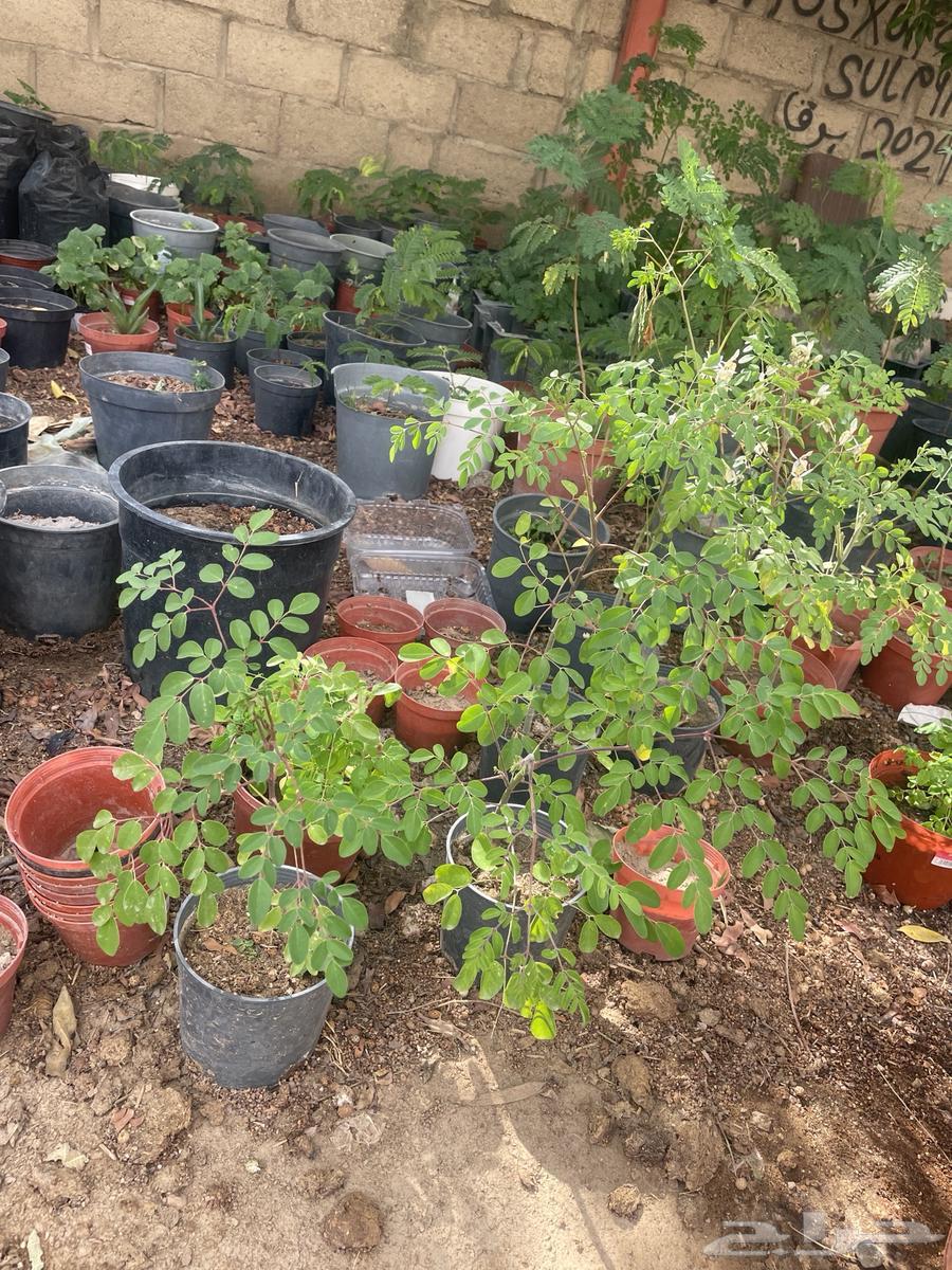 Morinqa seedlings 25 cm height, price 10 riyals, quantity available64531110794497110