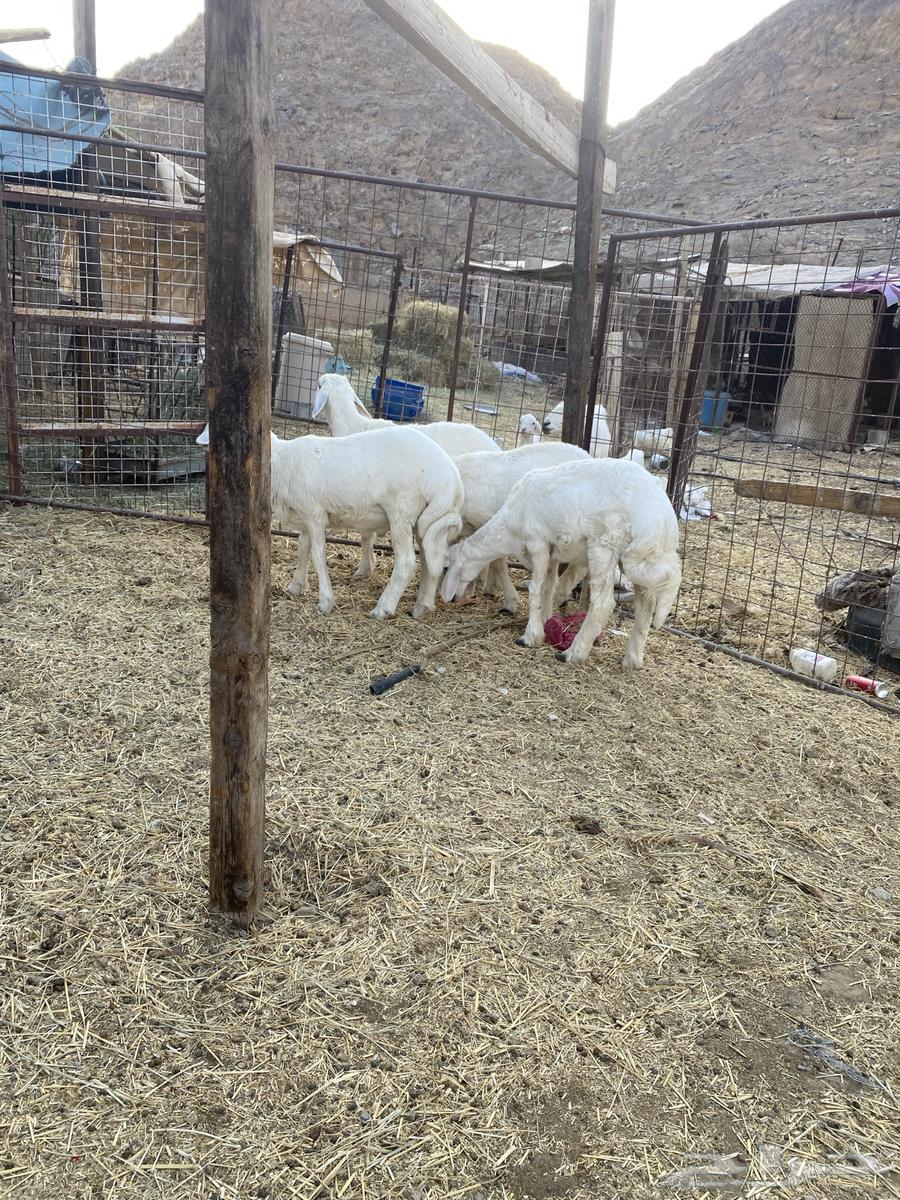 للبيع طليان64533047272705113