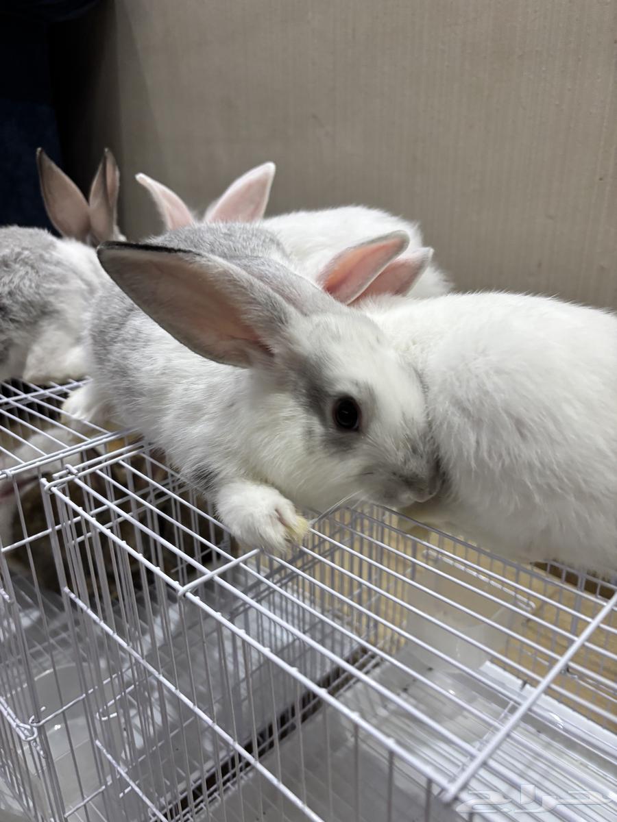 Rabbits64533705405059114