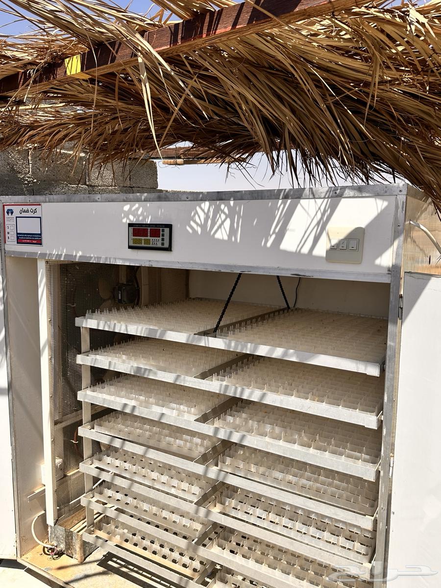 Automatic 2464 Egg Incubator64533204819586112