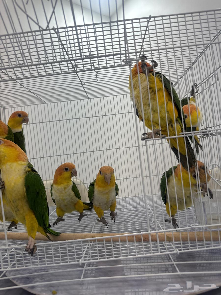 افروخ كايك وايت بلي64530897019139111