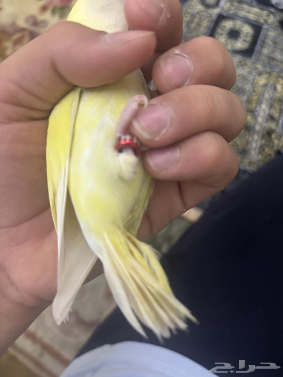 فرخ روز لاتينو تم البيييع64534227717251114