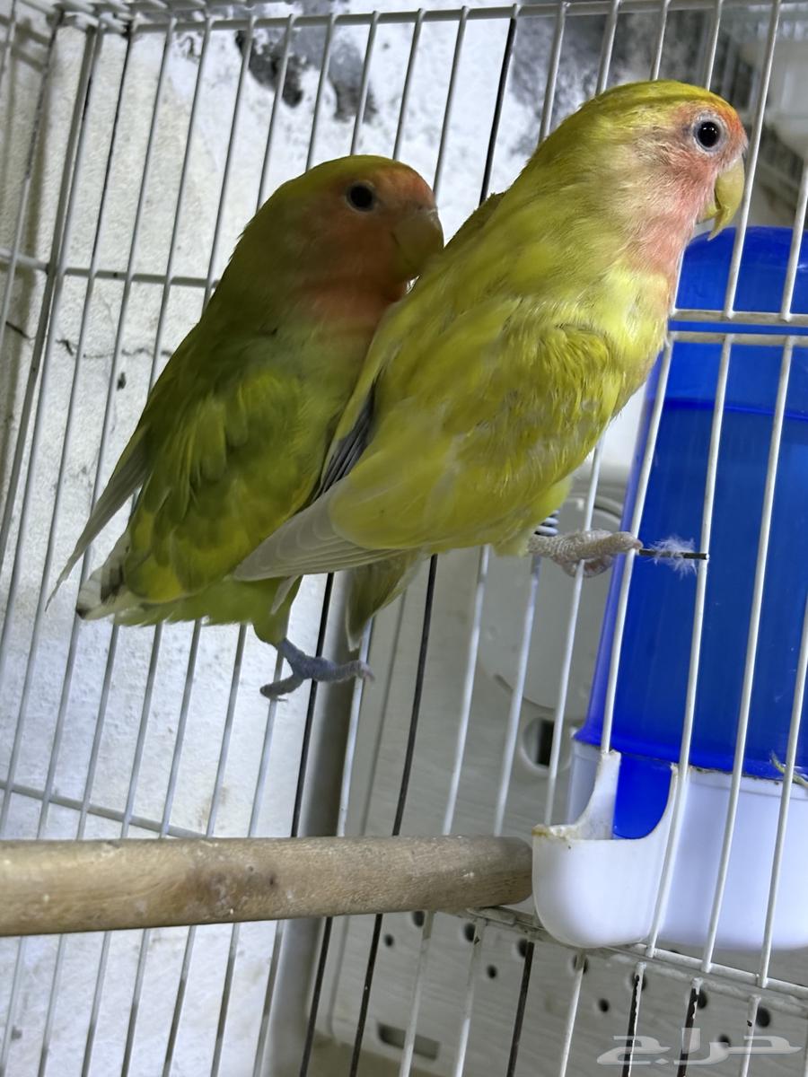 طيور روز اخوان64533648574721111