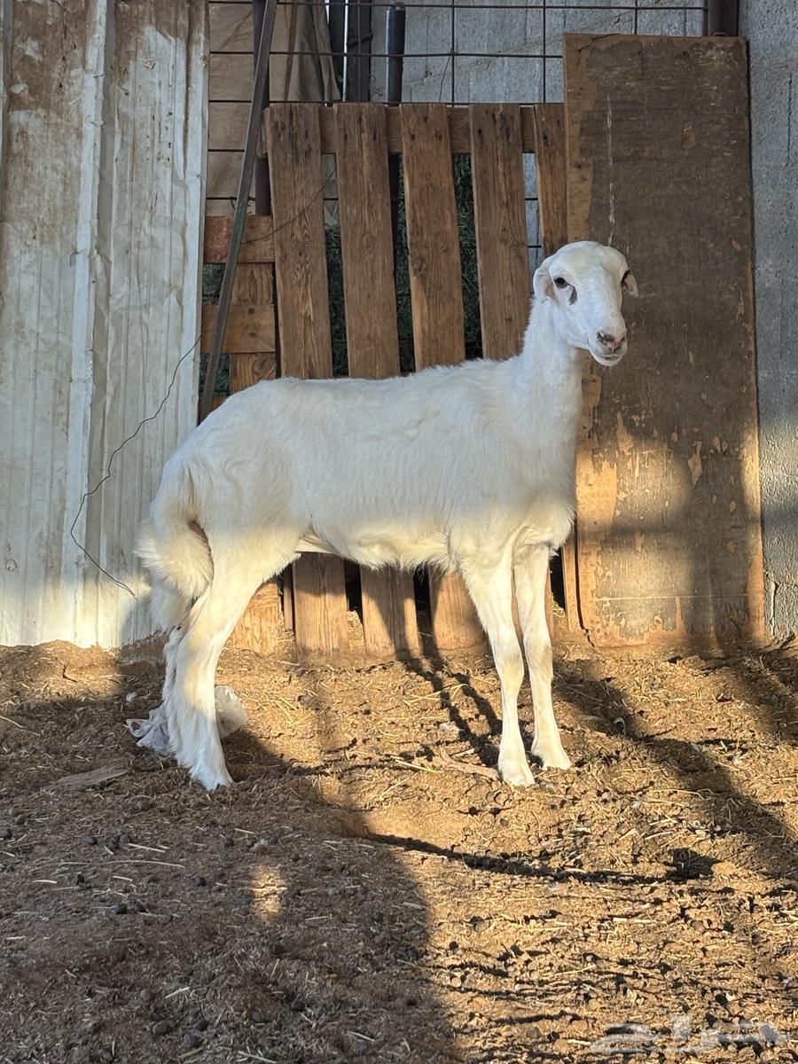 رخل للبيع64530458778114112