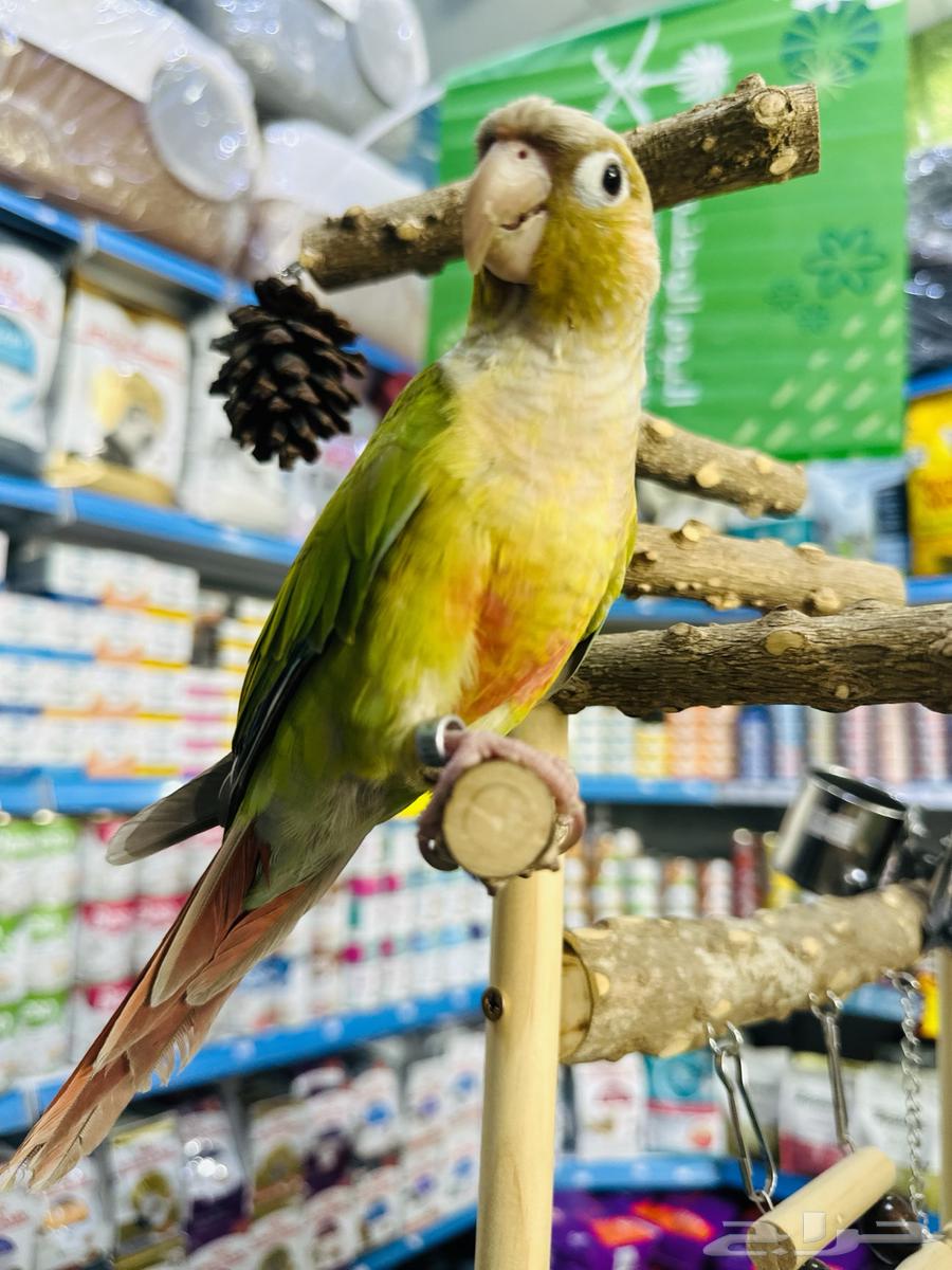 ببغاء اليف64529605603457112