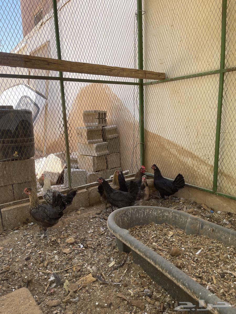 دجاج بياض عدد 864528893277827110