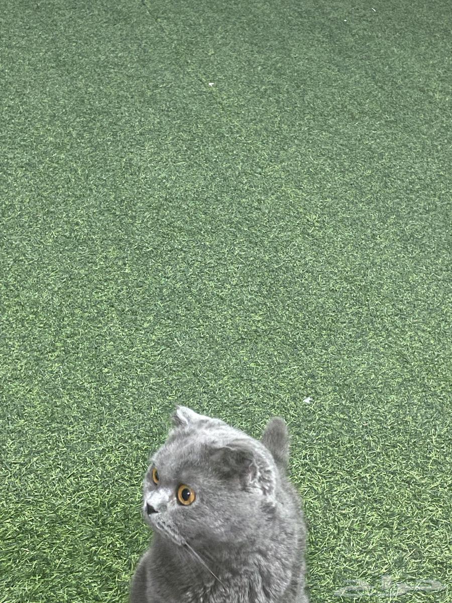 Scottish Fold cat64530613910915110