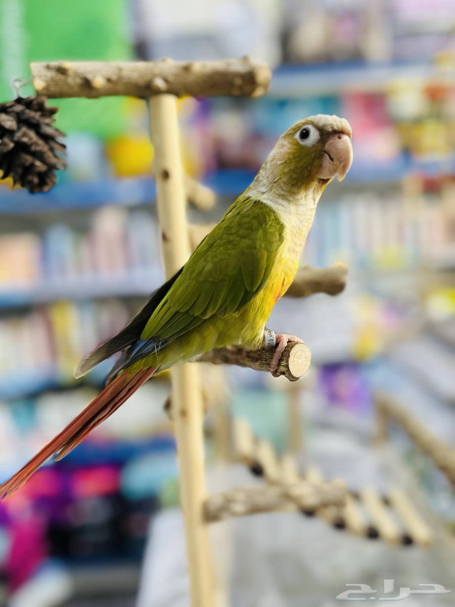 ببغاء اليف64529605603457114