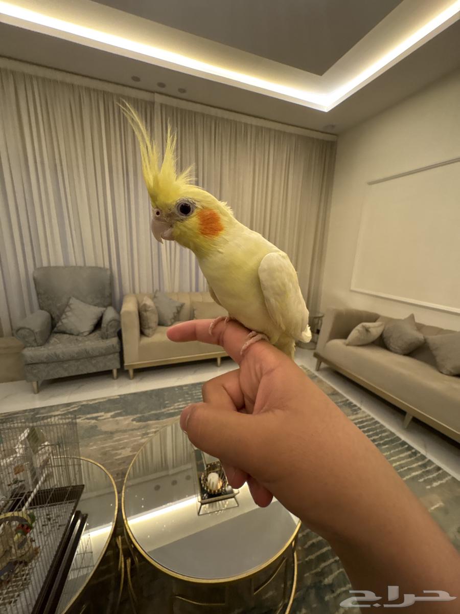 طير كروان للبيع64531972013826112