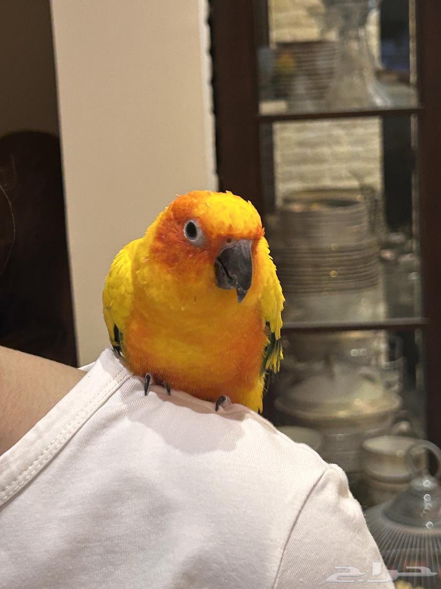 Senior64529938781443114