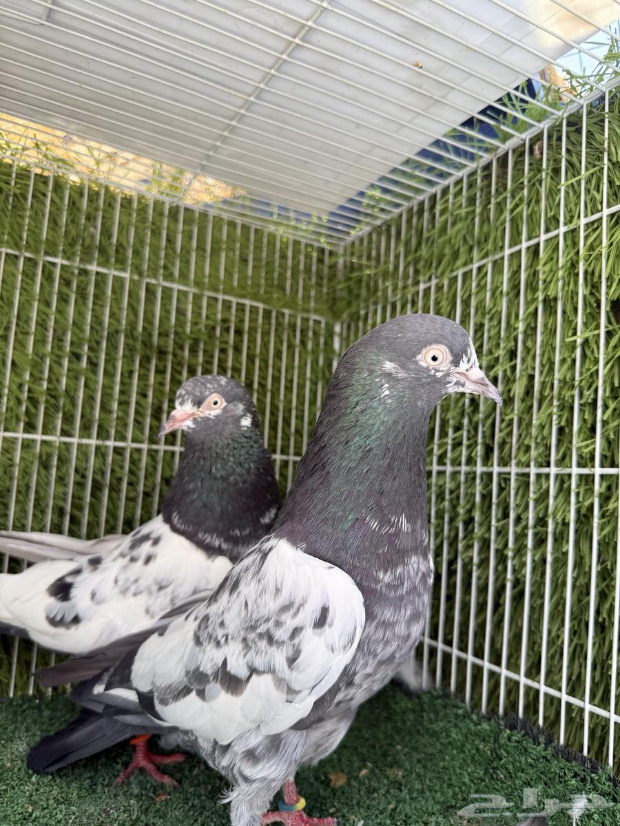 جوز تيدي اساس توب مستوى64529093144962113