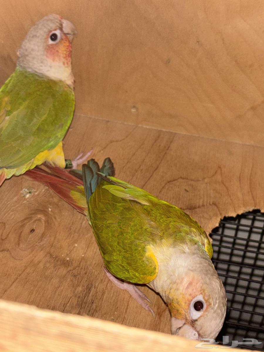 Kinyor64530656146563113