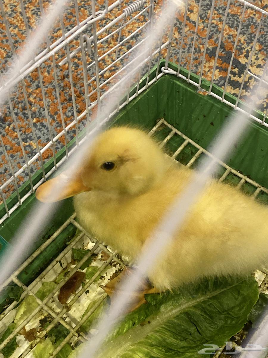 بطه للبيع64532311722881111