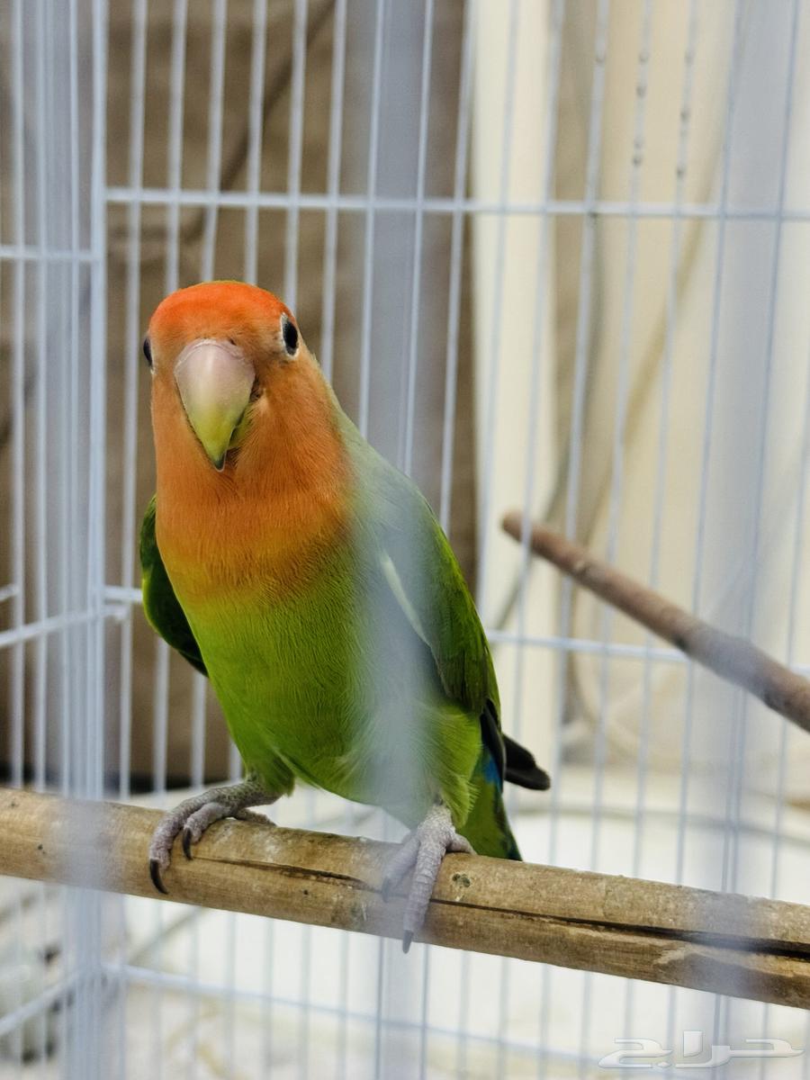 للبيع جوز عصافير روز64531280811394114