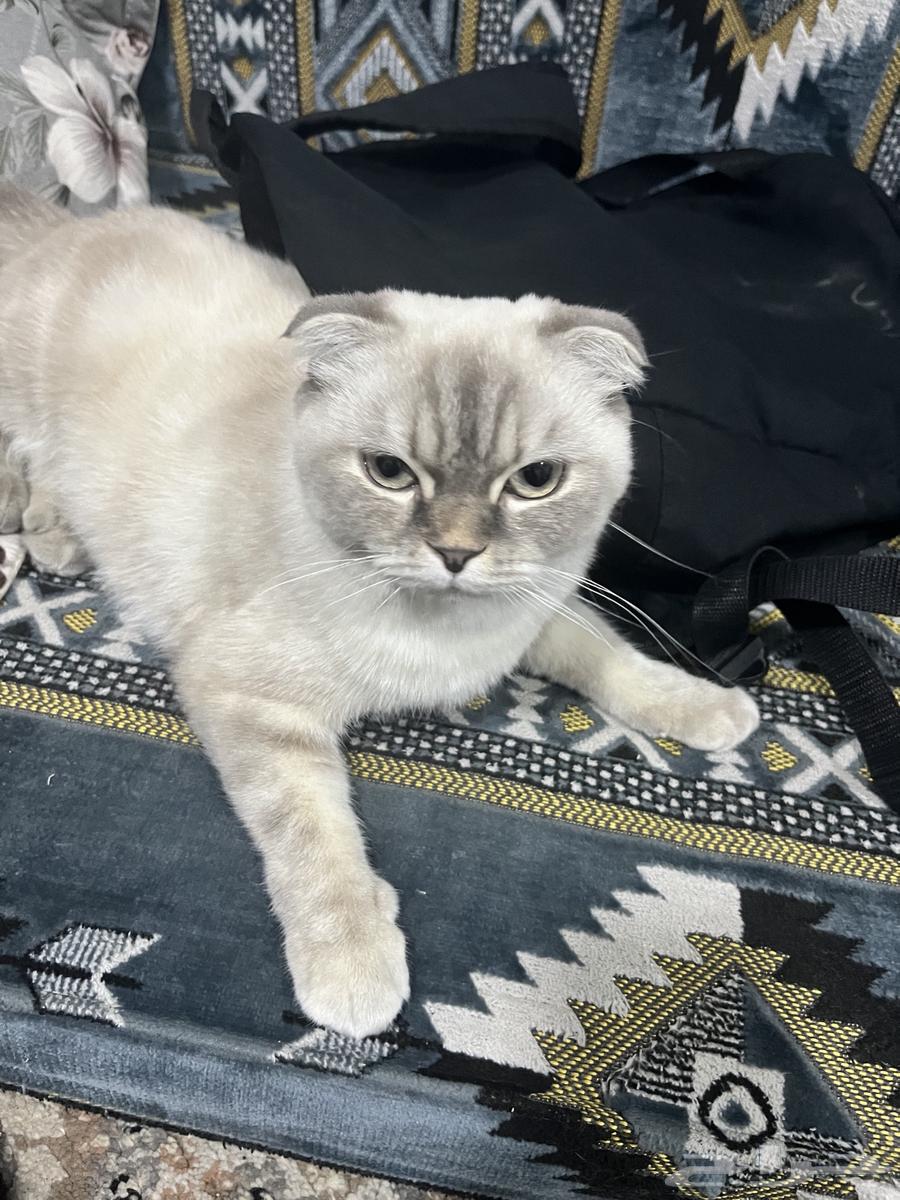 Scottish Fold Kitten64528725067137110