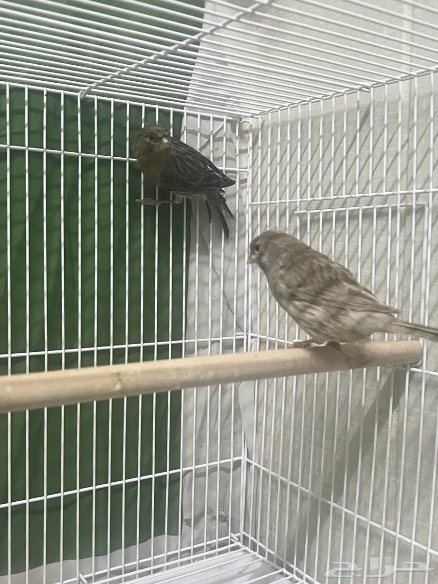 Syrian Canary Pairs64534929186817114