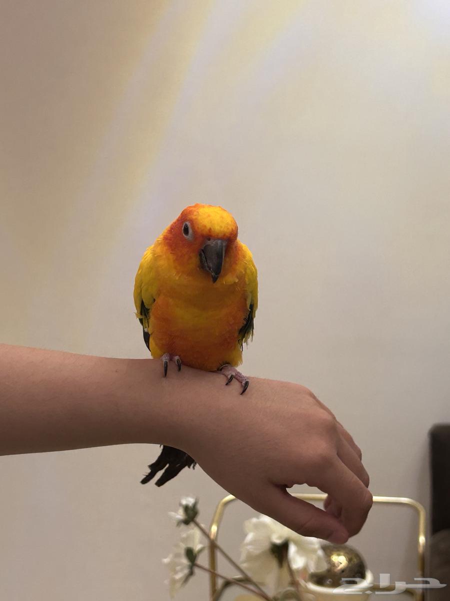 Senior64529938781443112