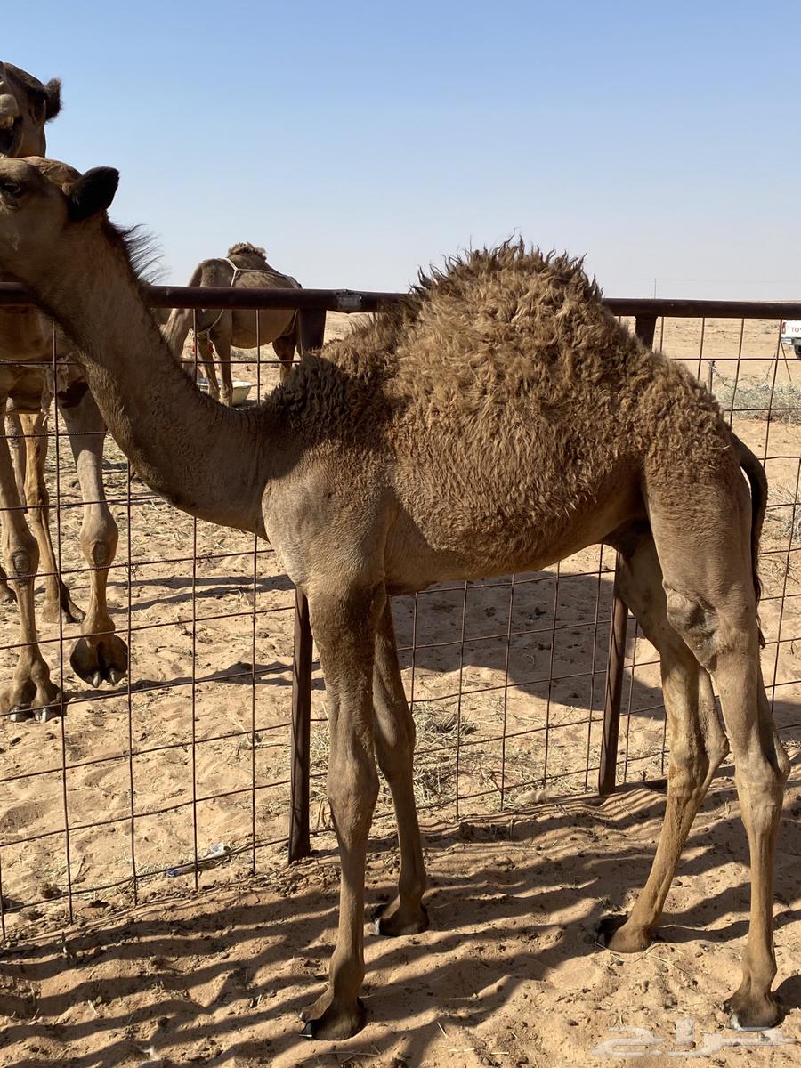 للبيع قعدان قصب64529107585538111