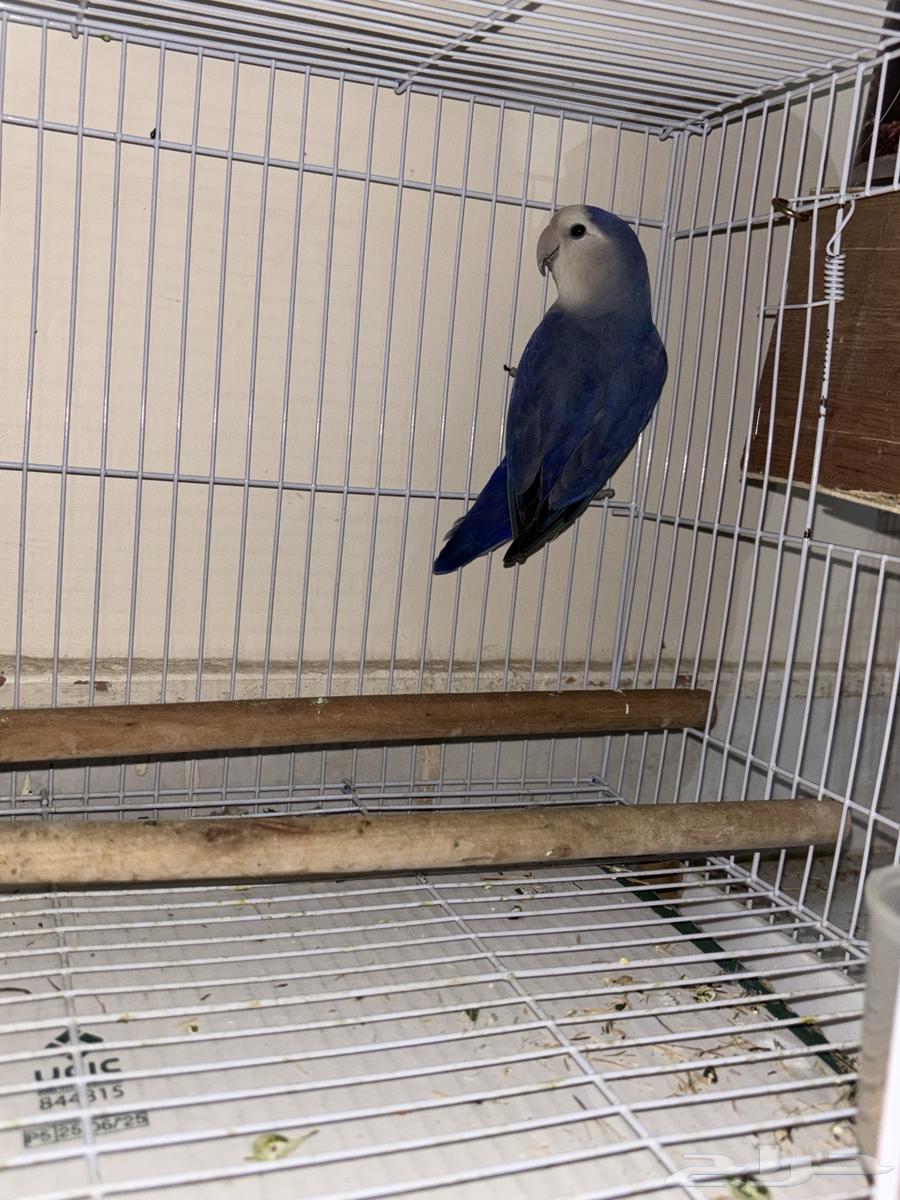 Bird of the day64533563925377110