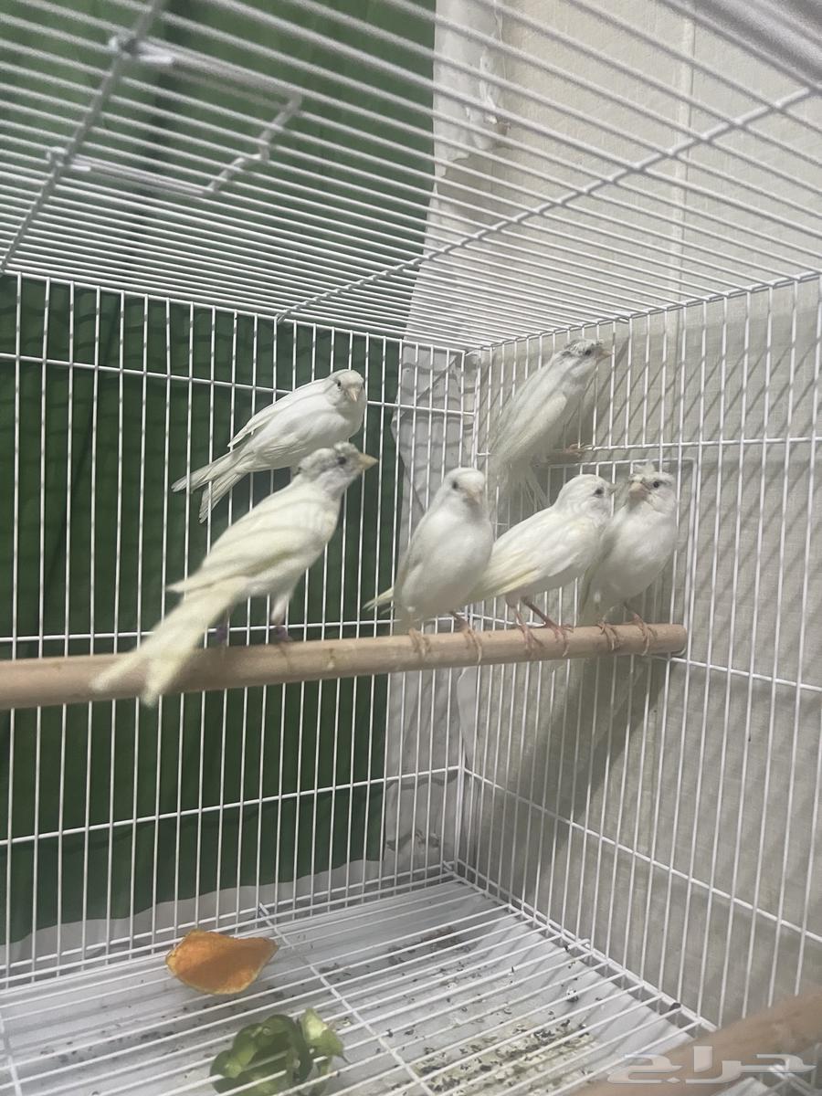 Syrian Canary Pairs64534929186817111