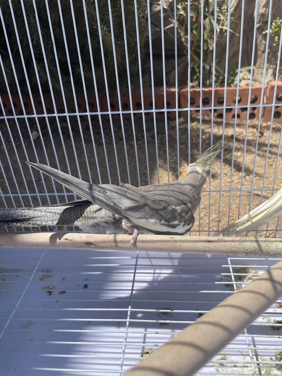 كوكتيل كروان انثى وذكر للبيع64529476349569113